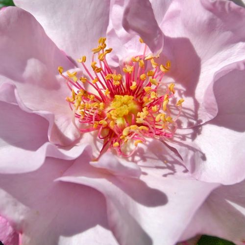 Malva pallida - rose floribunde
